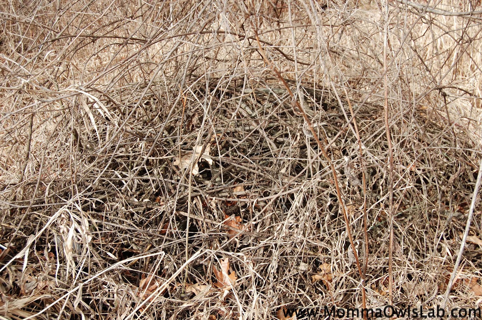 Momma Owl's Lab Stick Forts and Brush Piles