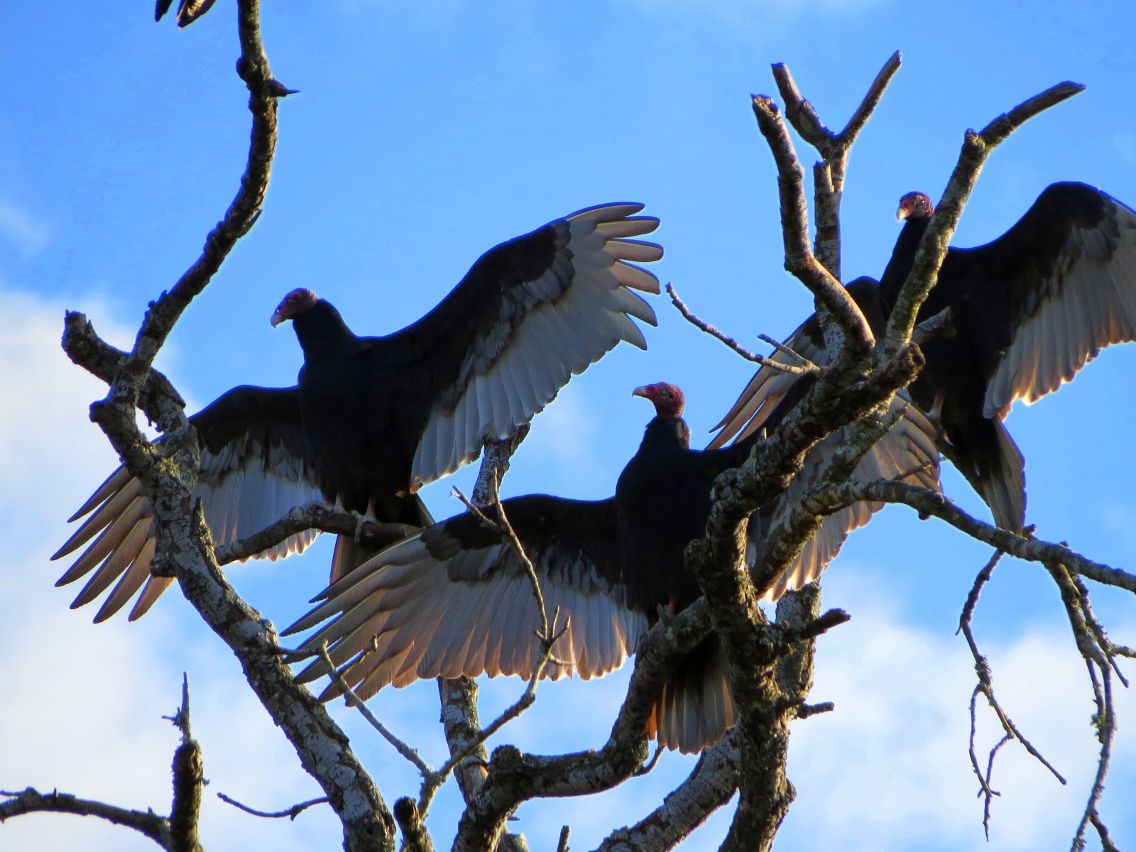 katescabinbirdsanctuaryintexas TURKEY BUZZARD HANGOUT FOR THANKSGIVING (TURKEY BUZZARD PHOTO BLOG)