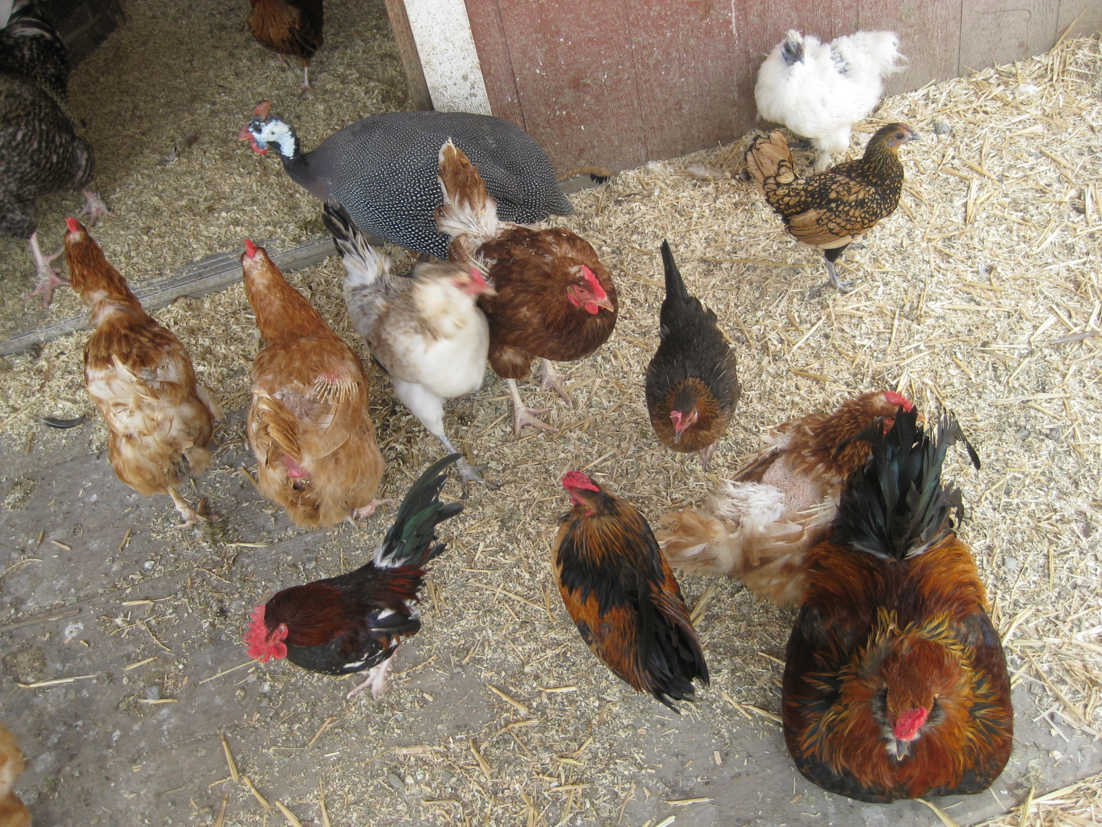 Lots Of Chickens