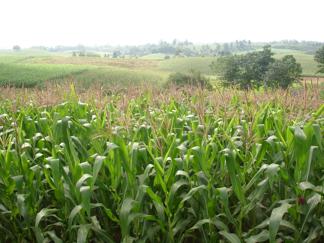 Biotech Philippines Increase Plantings of Modified Corn in