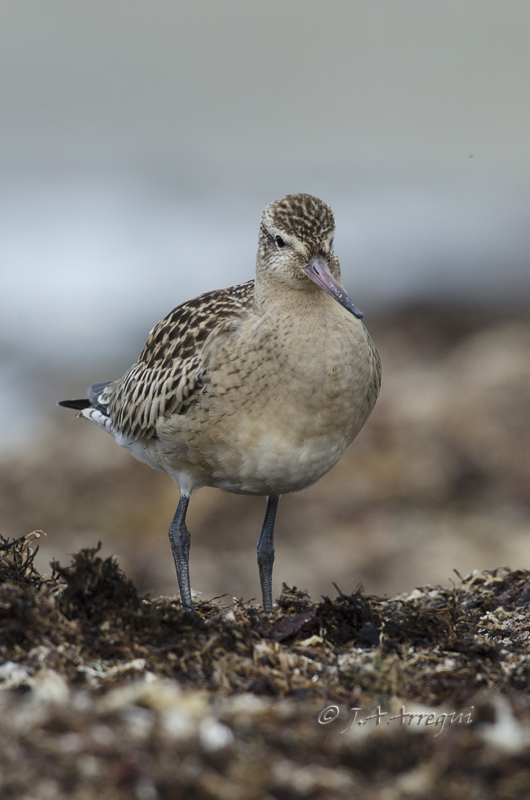 Aguja colipinta, Limosa lapponica, Bar-tailed Godwit Aguja colipinta, Limosa lapponica, Bar-tailed Godwit