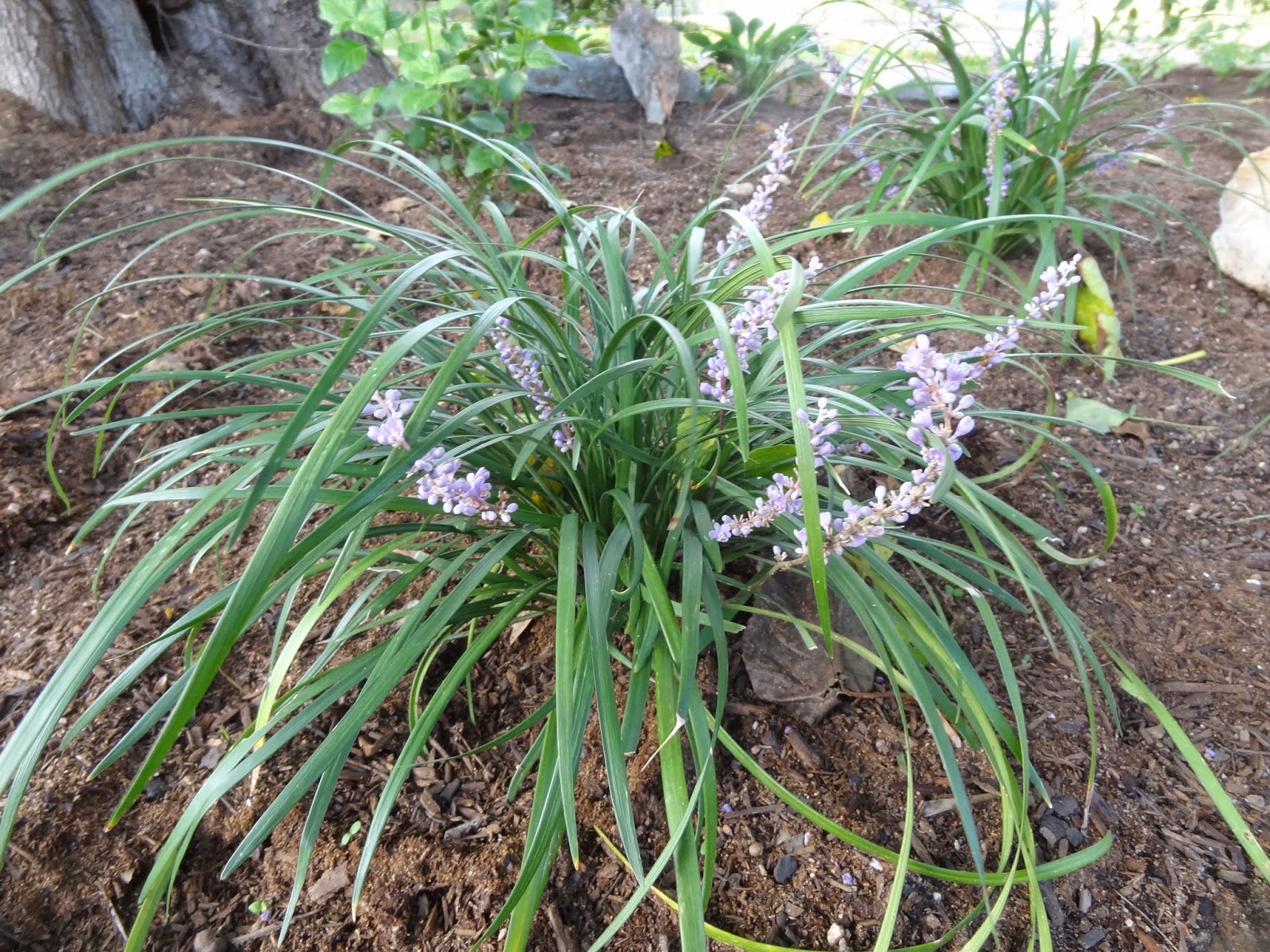 Rebecca�s Texas Garden September 2014 Blooms