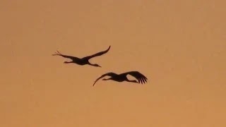 A Day in Gallocanta - Amazing graceful cranes