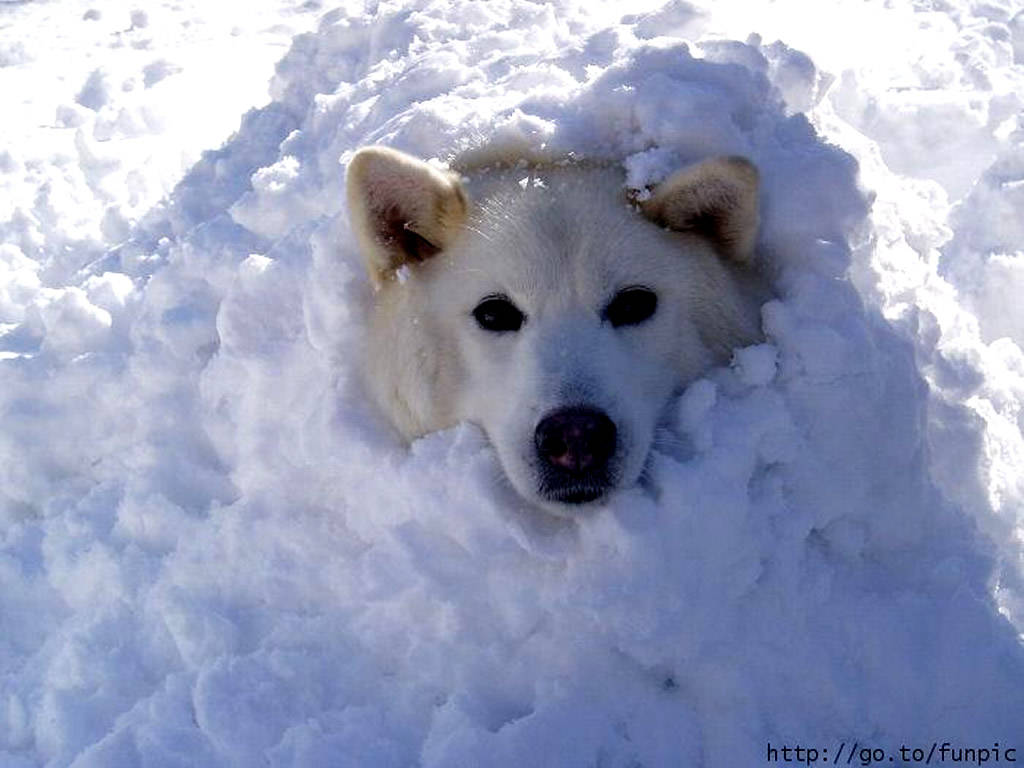 Dog With Snow