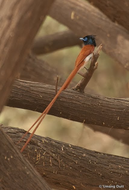 Asian Paradise-flycatcher (Terpsiphone Paradisi)