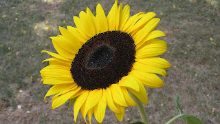 Sunflower | HD Wallpapers (High Definition) | Free Background