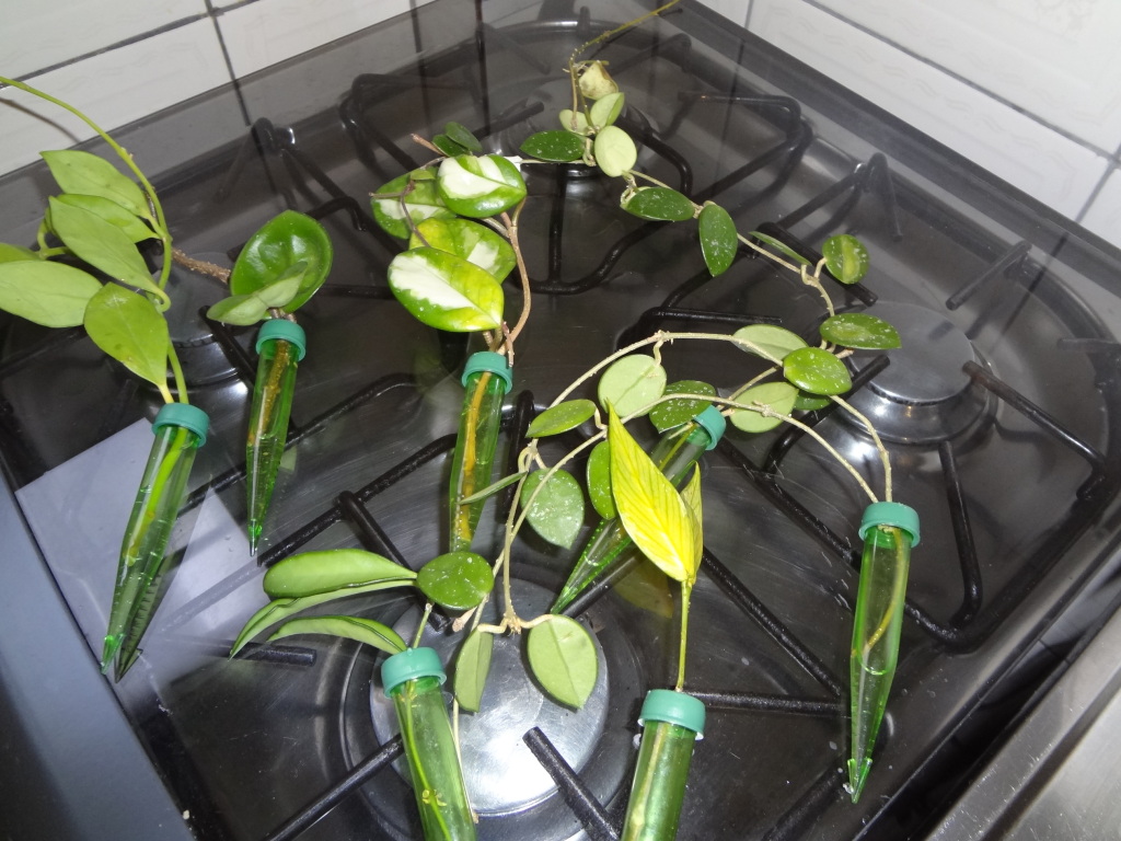 Hoya la ! Hoya shipped with stems in water