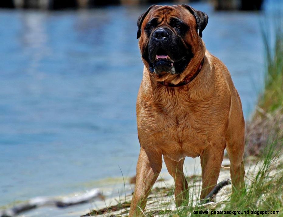 Bullmastiff Dog Live Wallpaper Android Apps on Google Play Bullmastiff Dog Live Wallpaper Android Apps on Google Play