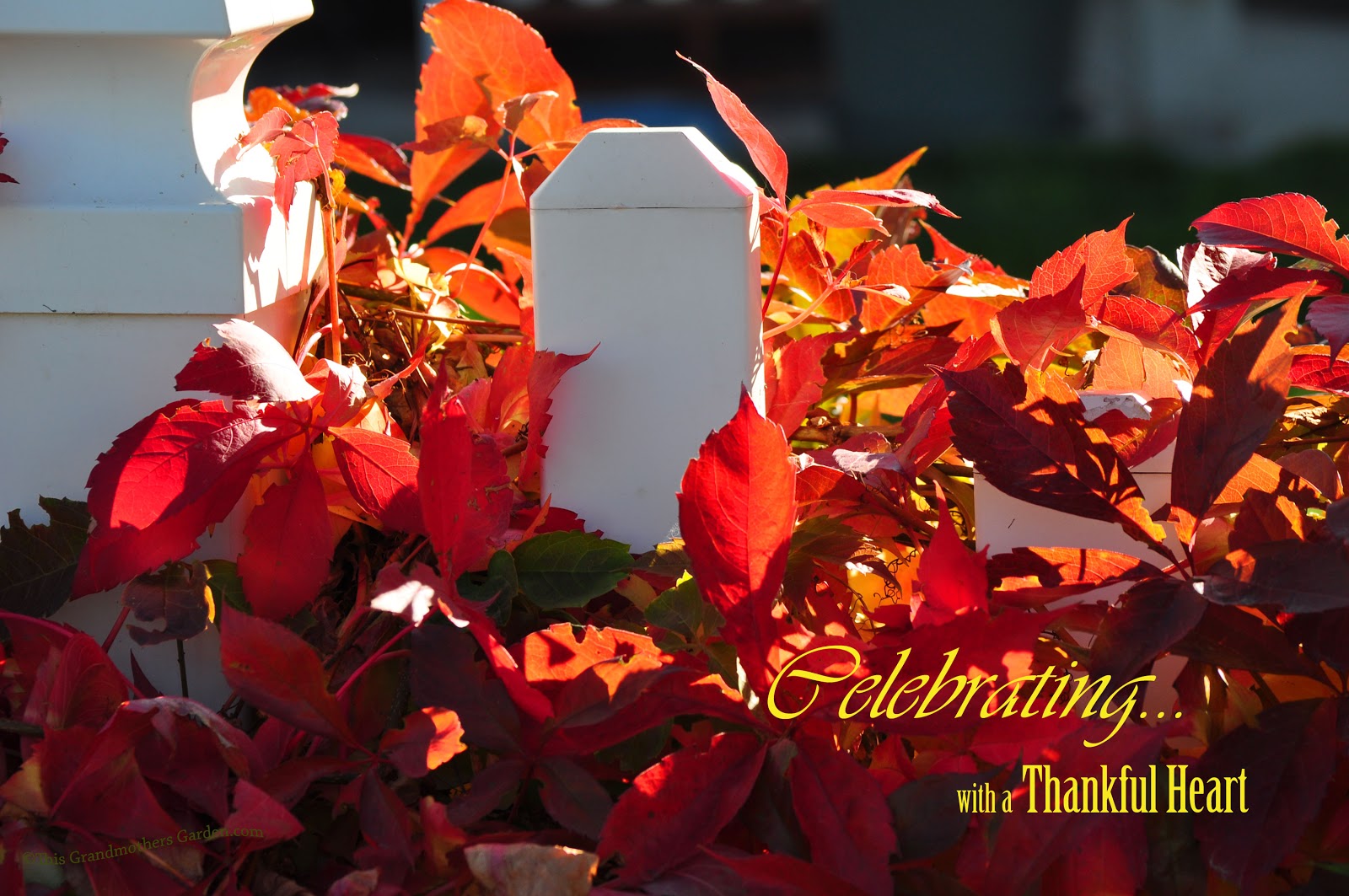 Three Dogs In A Garden Hydrangeas Care Basics Old New Varieties