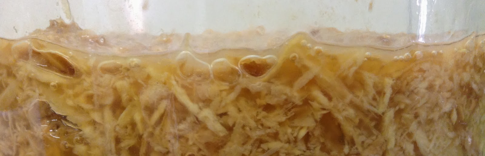 Filling in the Gaps My Ginger Bug Grew a Scoby!