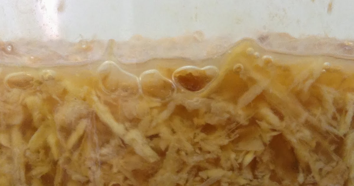 Filling in the Gaps My Ginger Bug Grew a Scoby!