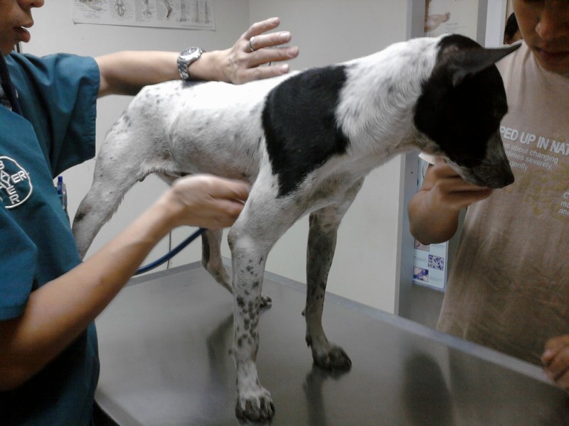 A female dog spayed (Joanne Lim’s) AnimalCare