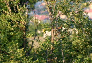 A distant Golden Oriole A distant Golden Oriole