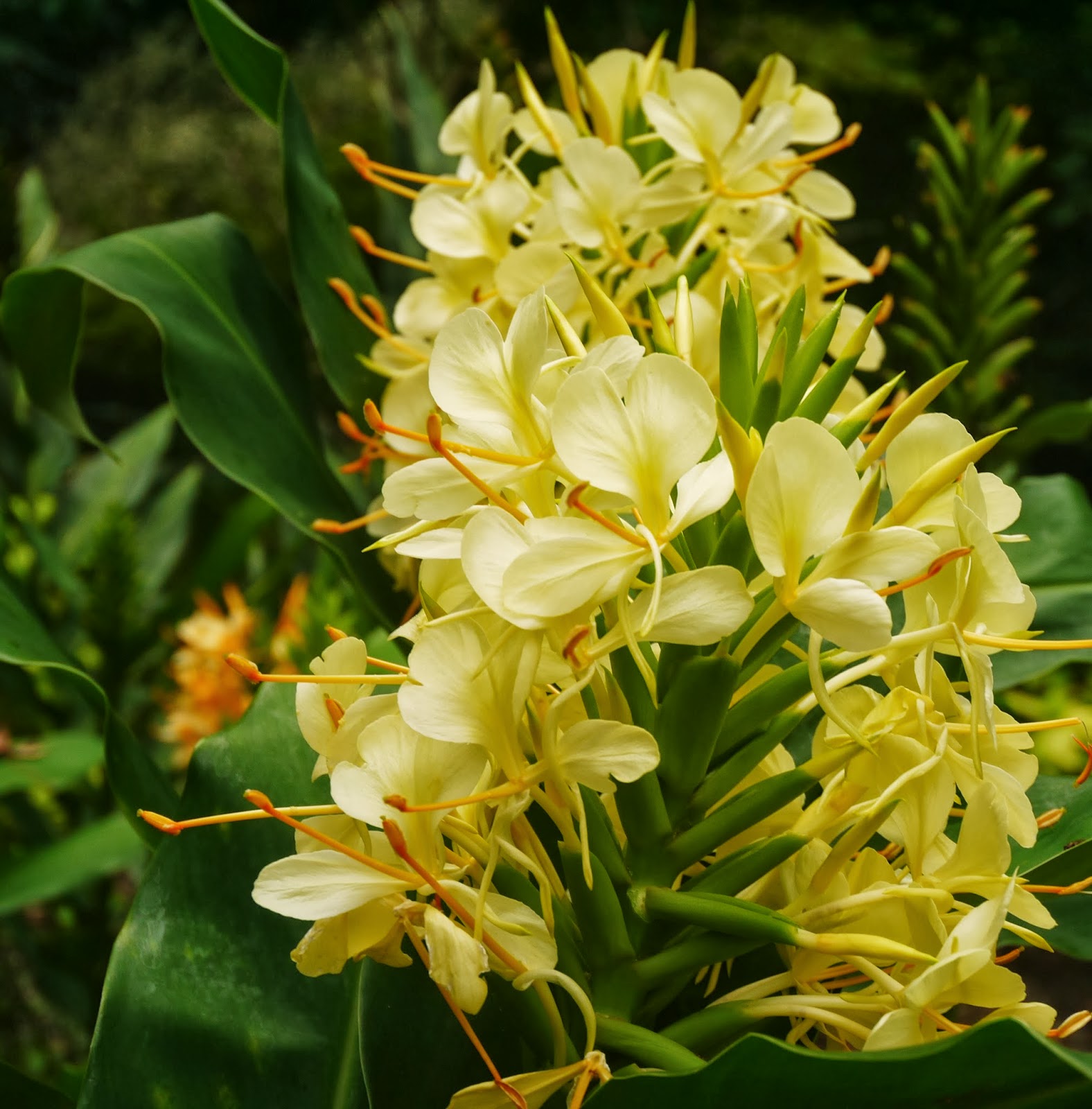 gardensduke Fall Foliage and Flowers