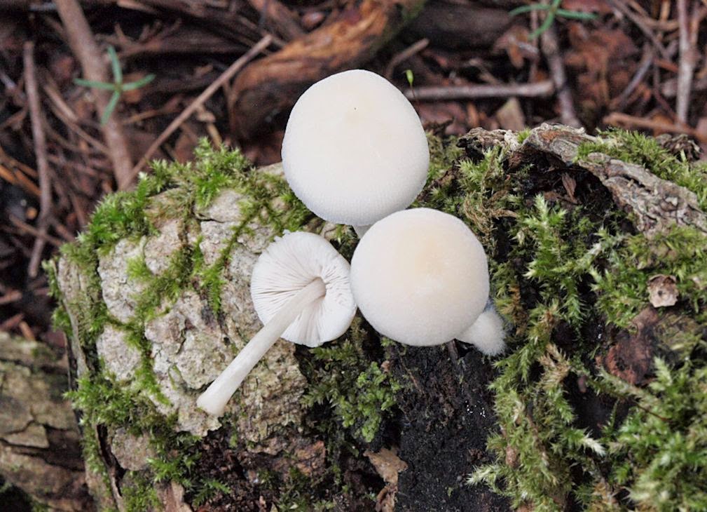きのこメモ ヒナノシロベニヒダタケ 青木仮称