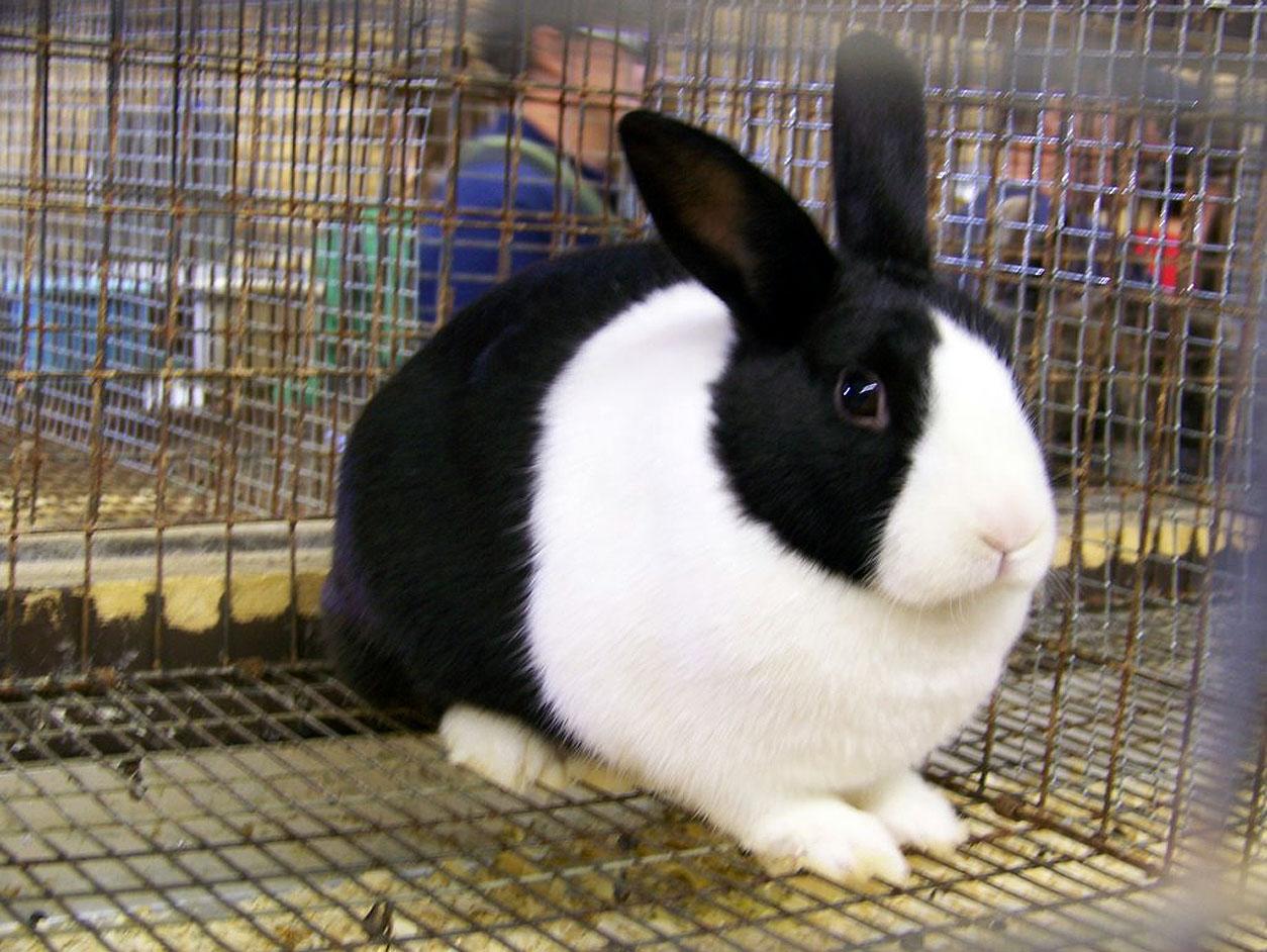 PETS: Dutch Rabbit