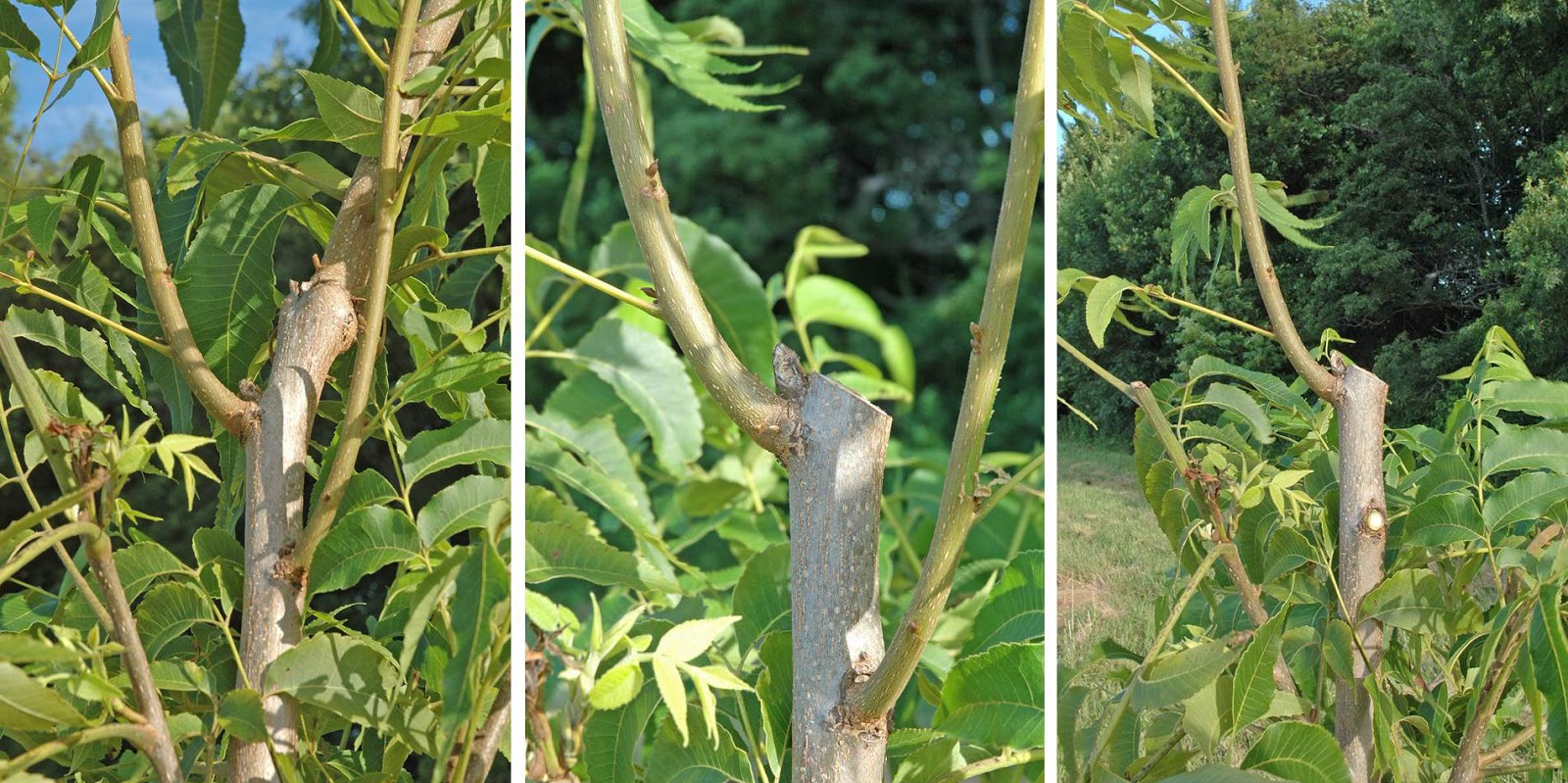 Northern Pecans Young tree training When the central leader grows too