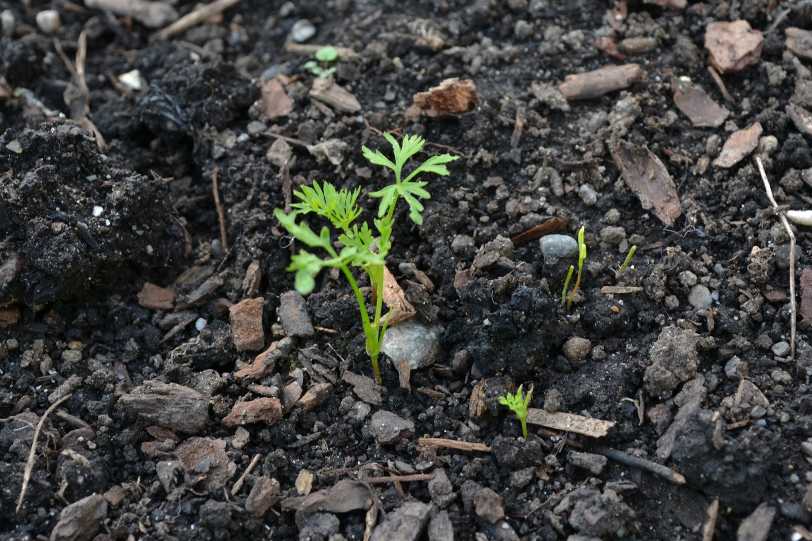 Sprout: Lily's Carrot