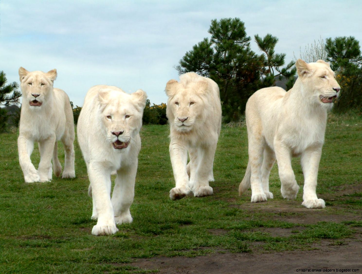 Beautiful White Lion Beautiful White Lion
