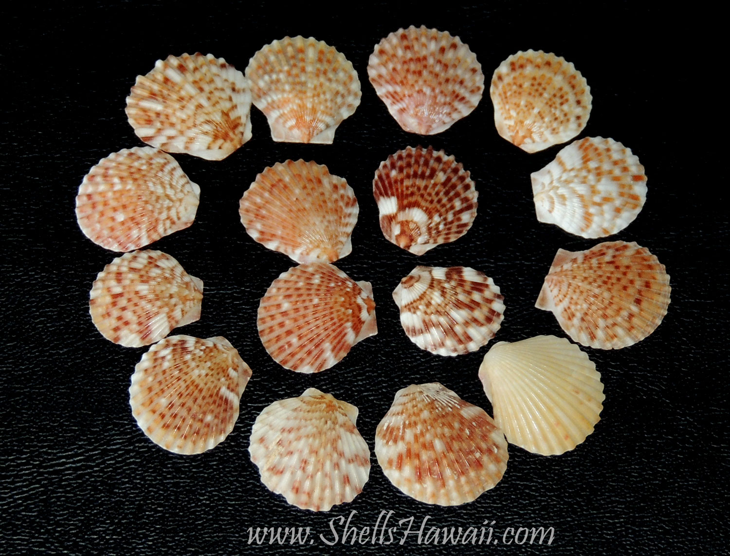 ShellsHawaiiby Janjira Hawaiian Sea shells