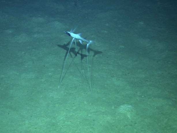 * All Things Fish *: FIshy Friday - Tripod fish!