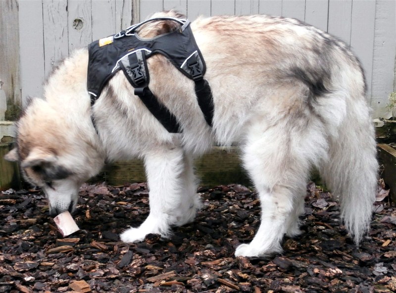 Dog Lessons Raccoon bite