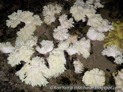 Soft coral bleaching