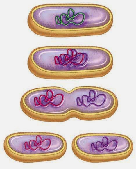 Jenis-jenis Pembelahan Biner pada Bakteri