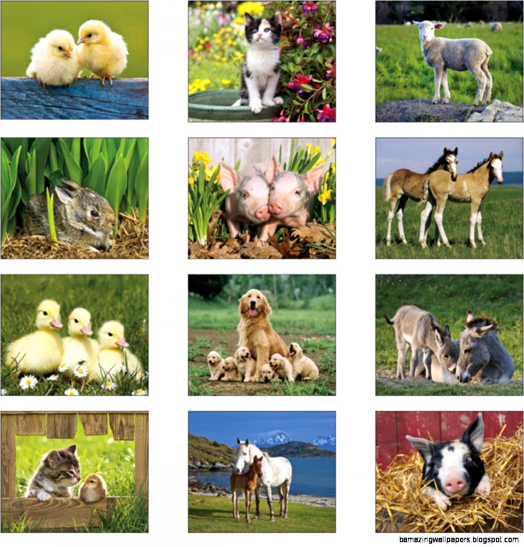 Farm Animals Pictures Hd Widescreen 11 HD Wallpapers Farm Animals Pictures Hd Widescreen 11 HD Wallpapers