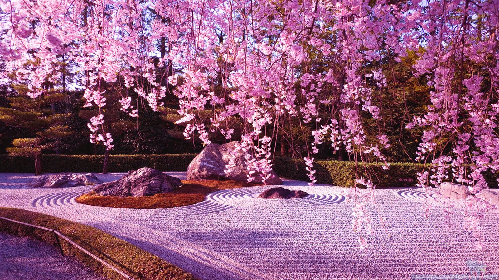 Japanese Cherry Blossom Garden Wallpaper|http://refreshrose.blogspot.com/