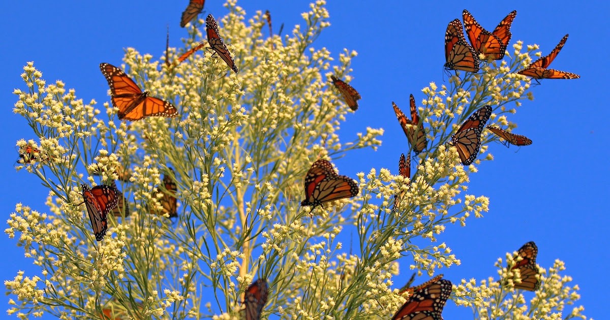 Clean Up City of St. Augustine, Florida The Butterfly Effect