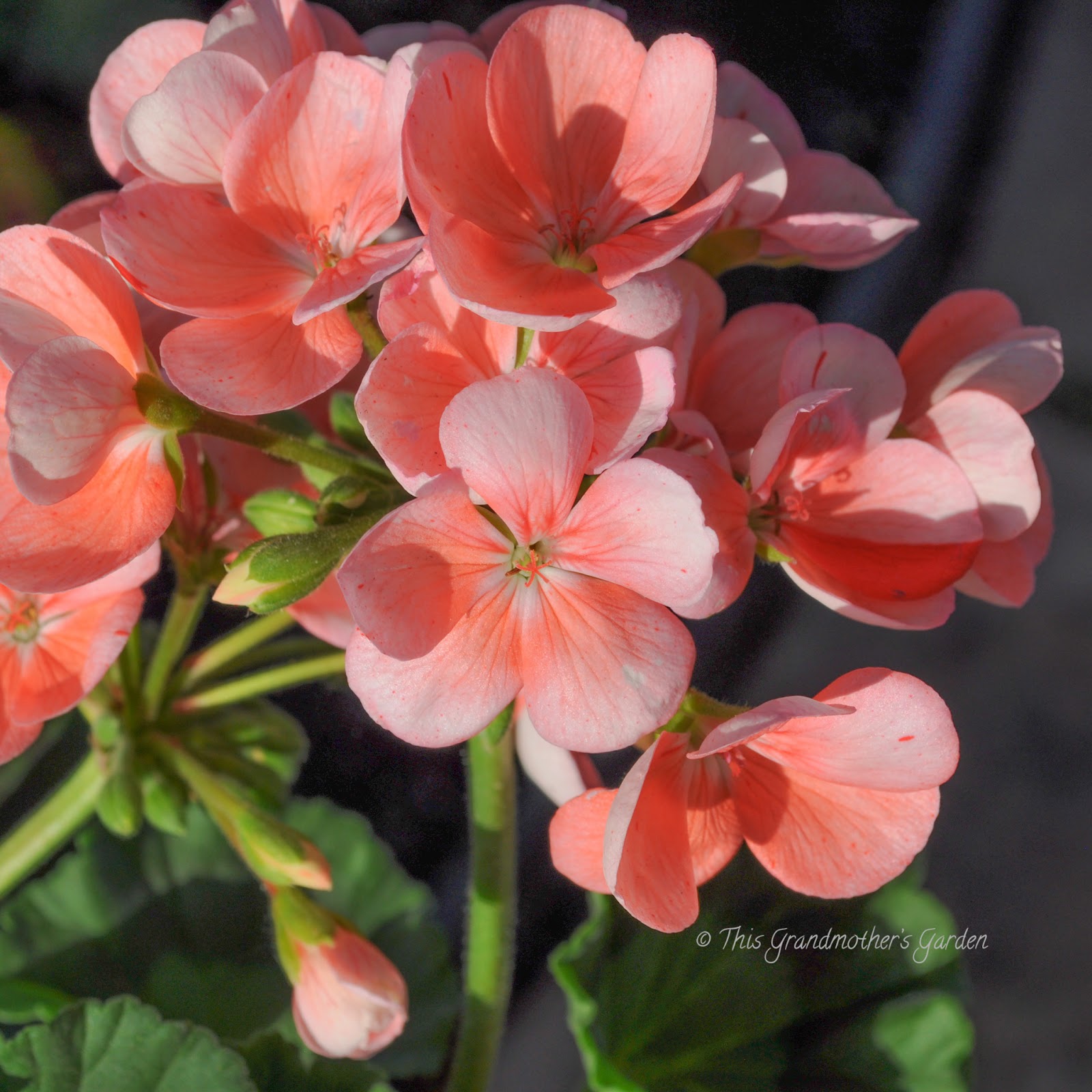 This Grandmother's Garden: May 2013