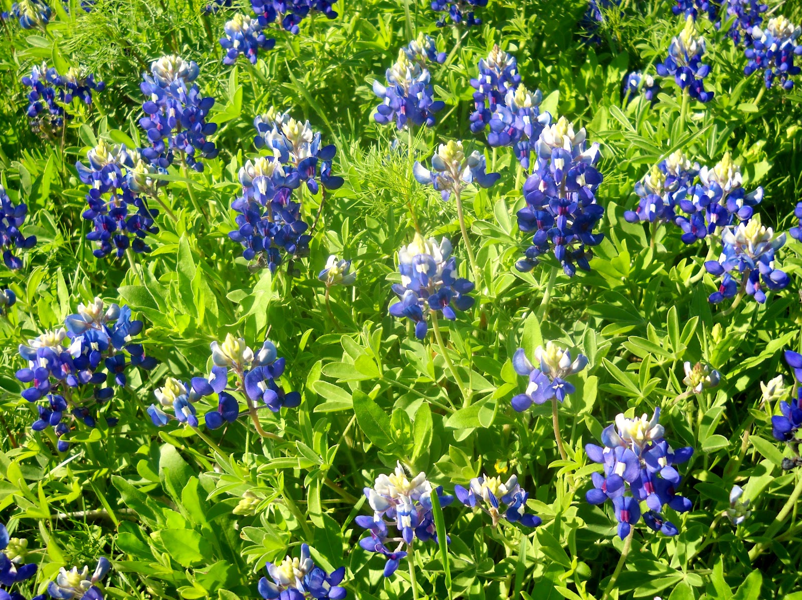 White Rock Lake, Dallas, Texas Spectacular at White Rock Lake