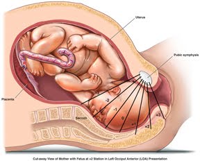 Fetal Station Chart