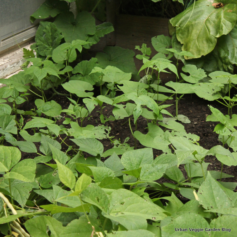 Urban Veggie Garden Blog Late Bean Bed After Harvesting The Garlic I Replanted Area With More Dry Beans Is Kind Of Shady This Time Year So They May Or Not
