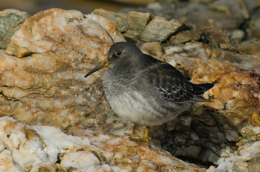 Correlimos oscuro, Calidris maritima, Purple Sandpiper Correlimos oscuro, Calidris maritima, Purple Sandpiper