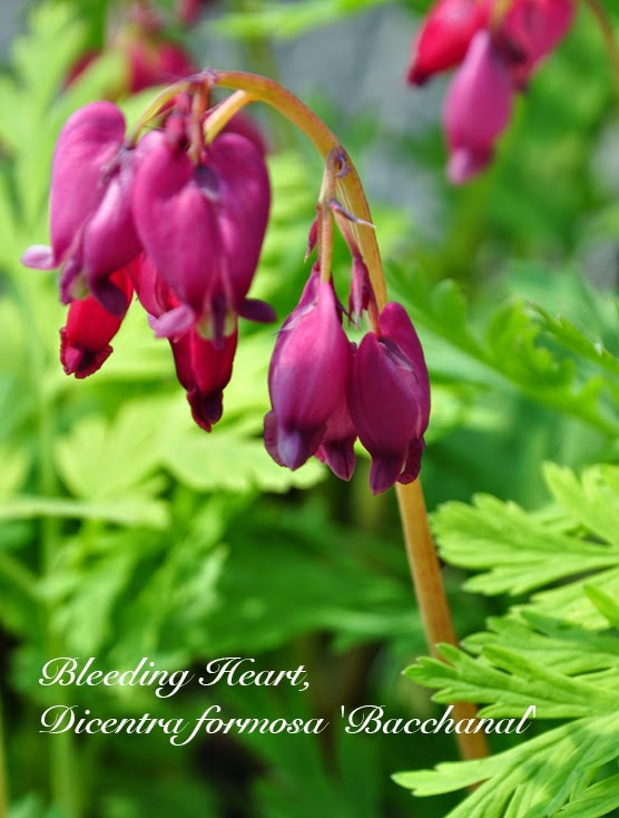 17 Best Deutzias Images Plants Garden Shrubs