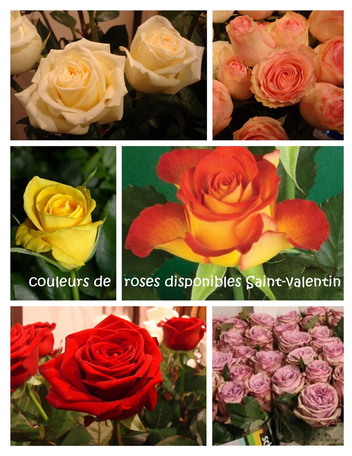 Promesse De Roses Mon Jardin Ma Maison