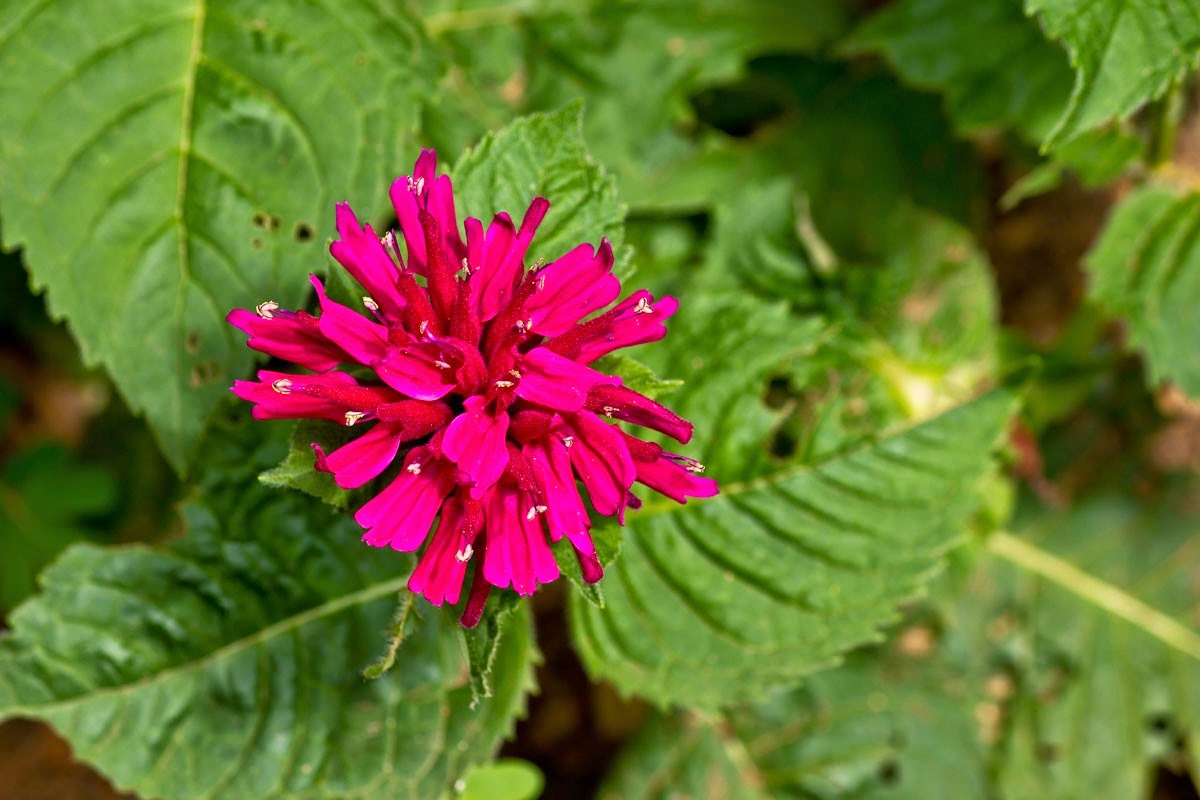 Tips Curing Disease Benefits Of Bee Balm Herb Wild Bergamot For