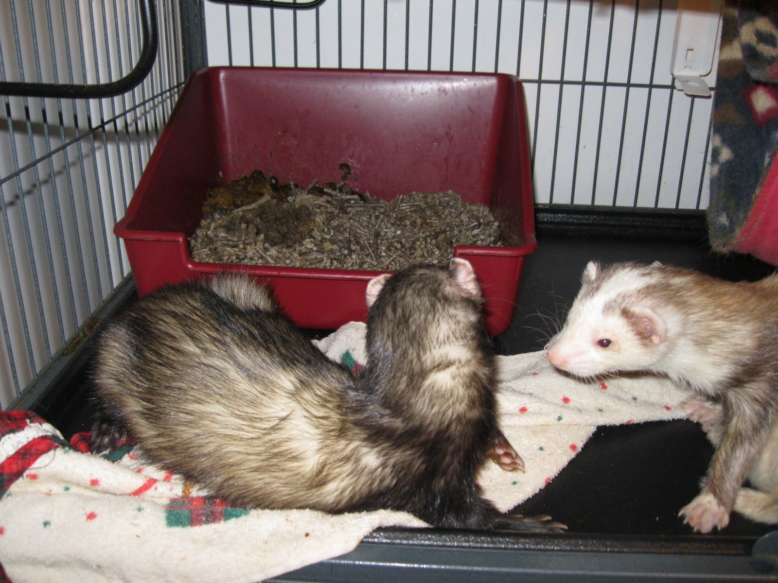 Ferrets Poop