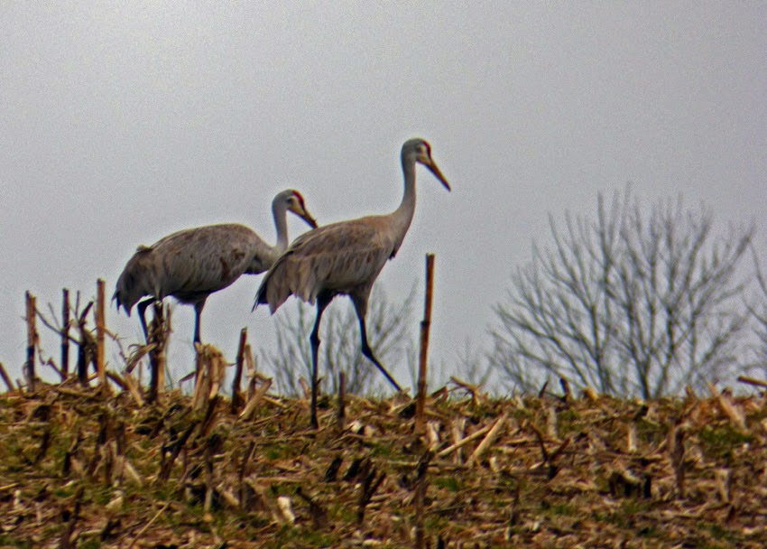 Life, Birding, Photos and Everything Sandhill Cranes Kentucky Stopover