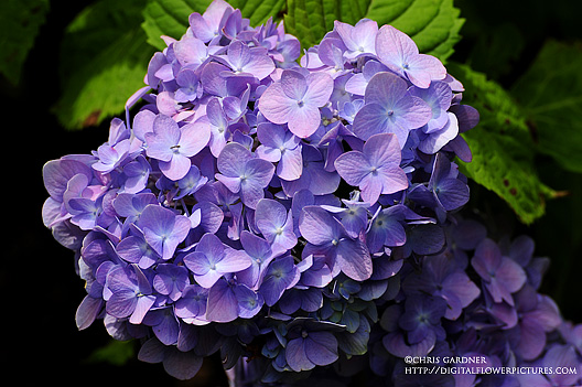 Conversation Piece Azalea