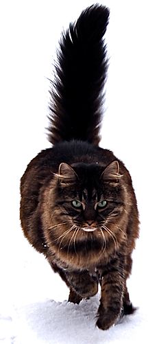 Cat Very Weak Can Barley Walk Year Old Cat Cat Very Weak Can Barley Walk Year Old Cat