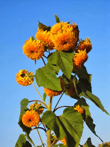 China Cat Sunflower