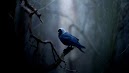 Dark Bird Color Hd Wallpapers