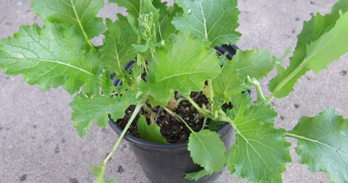 A bucket of broccoli rabe What�s Growin� On?