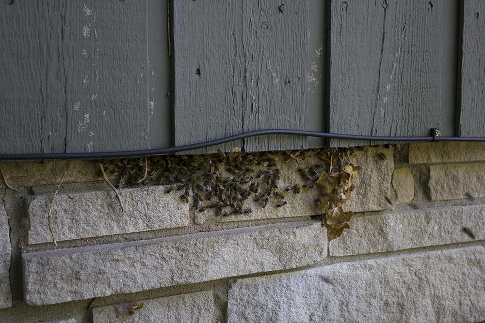 Rurification Bee Removal