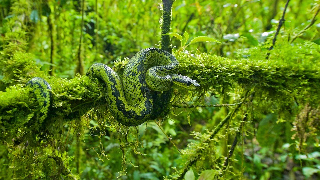 Sedge Viper Ready To Strike Atheris Photograph by Nhpa - Pixels