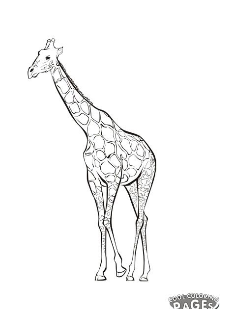 free-coloring-pages: Giraffe coloring pages