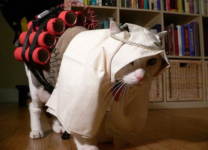 Funny Cats Fashion show Nice Photos 2012 Funny Images Show